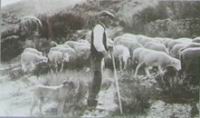 Massif du Canigou, Le grand-pere Alabau en 1925 avec son troupeau.jpg